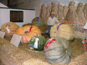 big_e_giant_pumpkins.jpg