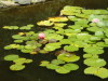 Frog pond and water lillies