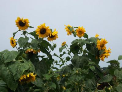 sunflowers