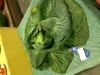 1st Place Cabbage