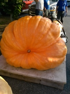1st Place Giant Pumpkin
