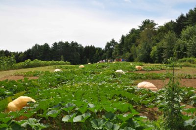 Pumpkins galore