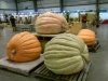 Early Pumpkins