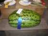 First place melon