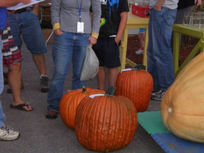 Field Pumpkins