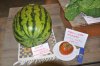 Heaviest watermelon and Tomato