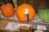 Heaviest field pumpkin, 69 lbs 5 oz 