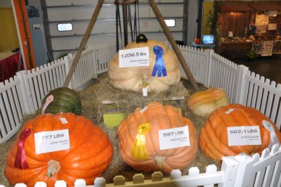 And the Giant Pumpkins