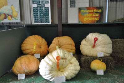 Vermont State Fair Pumpkins!