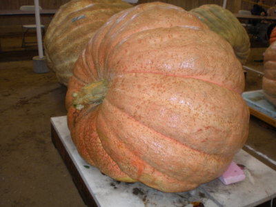Kevin Companion's giant waiting to be weighed.