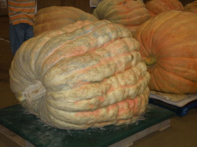 I think this was Bob Duffy's pumpkin