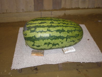 There was only one watermelon there...