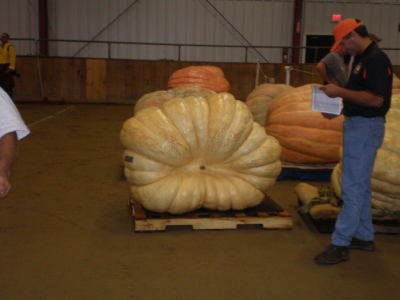 More pumpkins than you can shake a stick at.