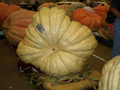 Don Langevin's pumpkin grown off of 1725 Harp