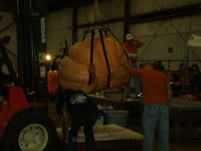 Kevin Companion's pumpkin from the 1483 Werner heading to the scale.