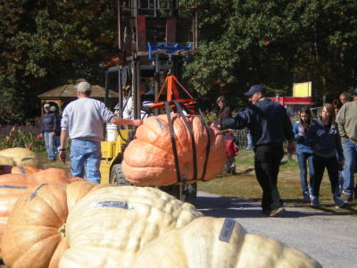 Pumpkin hauling.